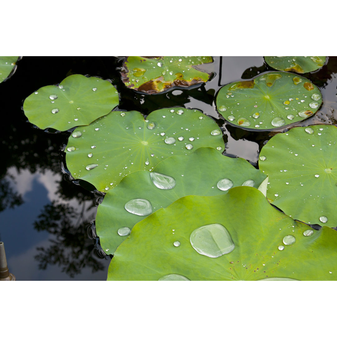 Lotus Leaf - Kunstdrucke auf Segeltuch