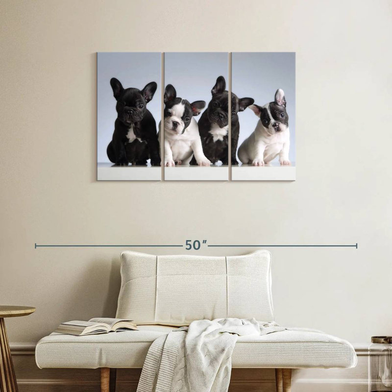 Chiots bouledogue français Brampt, H 24 po x l 38 po