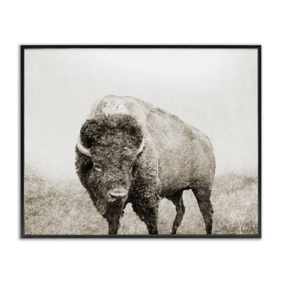 «Bison Distress Portrait», estampe numérique encadrée par Dan Meneely
