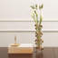 Vase Bauhinia-22329302