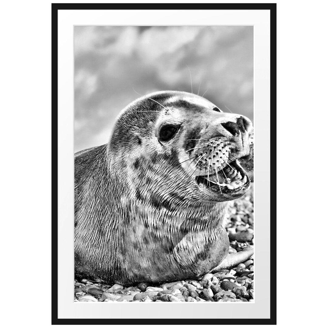 Gerahmtes Poster Süße Robbe auf Steinstrand