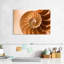 Coque Aletra Nautilus à l'intérieur-107680918