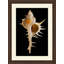 Large Shell 3 Print