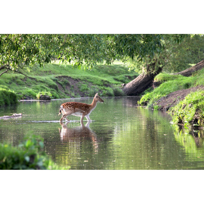 Fallow Deer by TiggyMorse - Wrapped Canvas Print, 30cm H x 46cm W