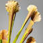 Ornements de fleurs simulées
