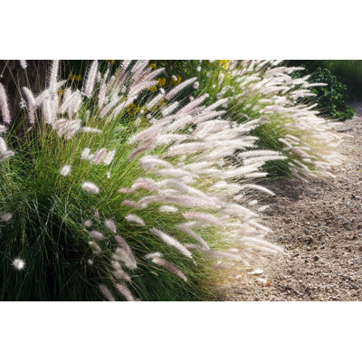 " Clump Of Fountain Grass "