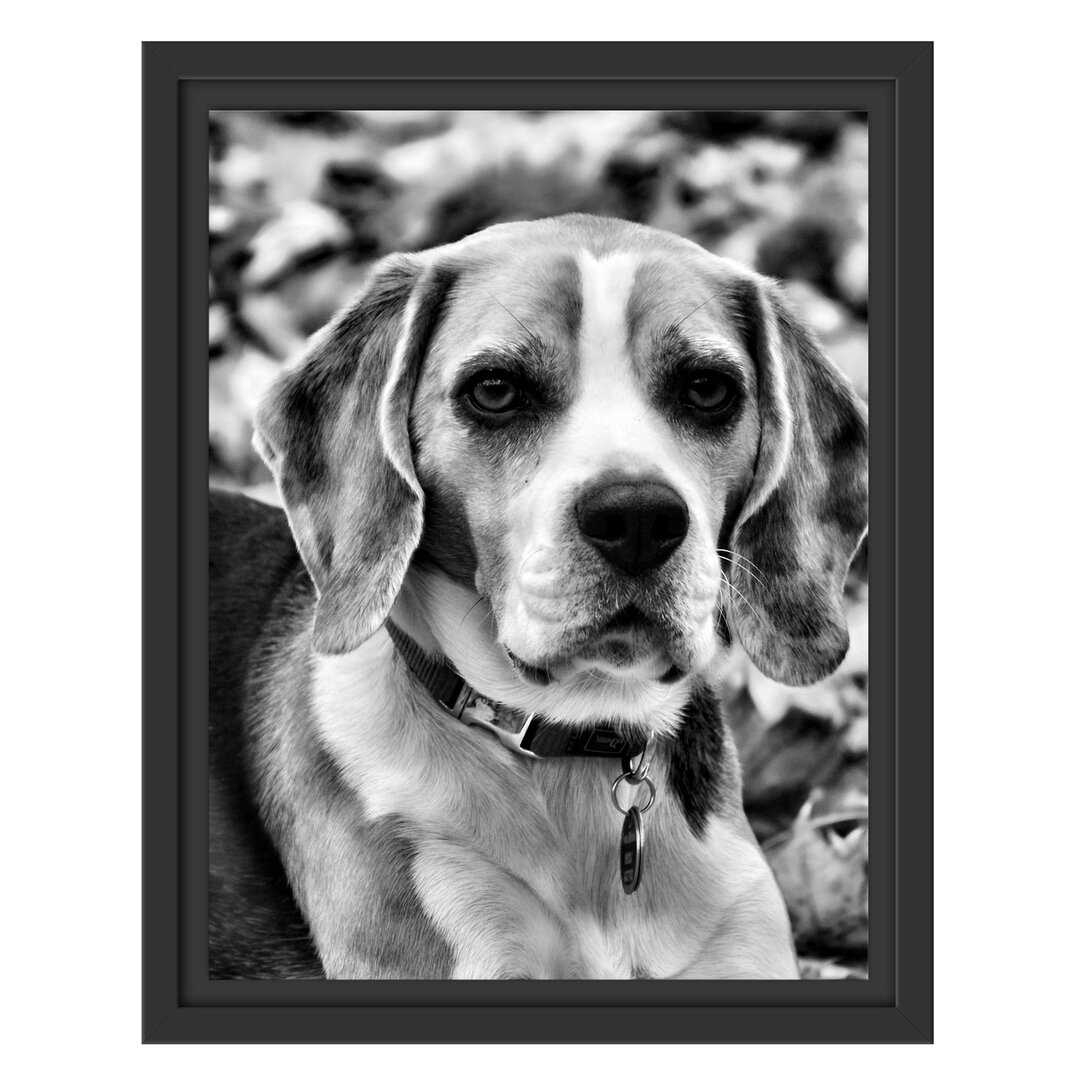 Gerahmtes Wandbild kleiner BeagleLaub