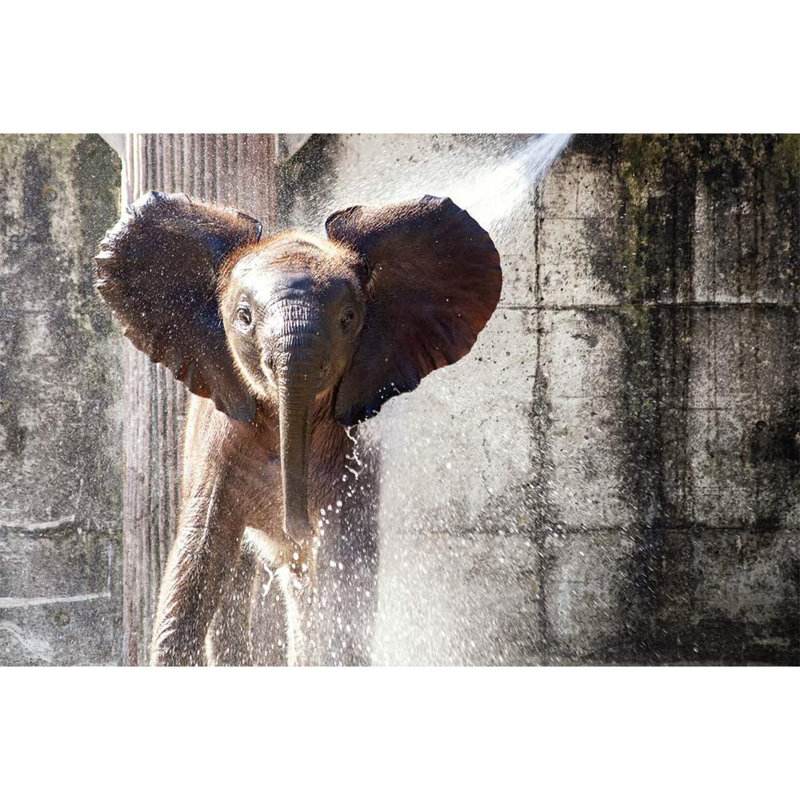Elephant, 8.33' W x 12' L