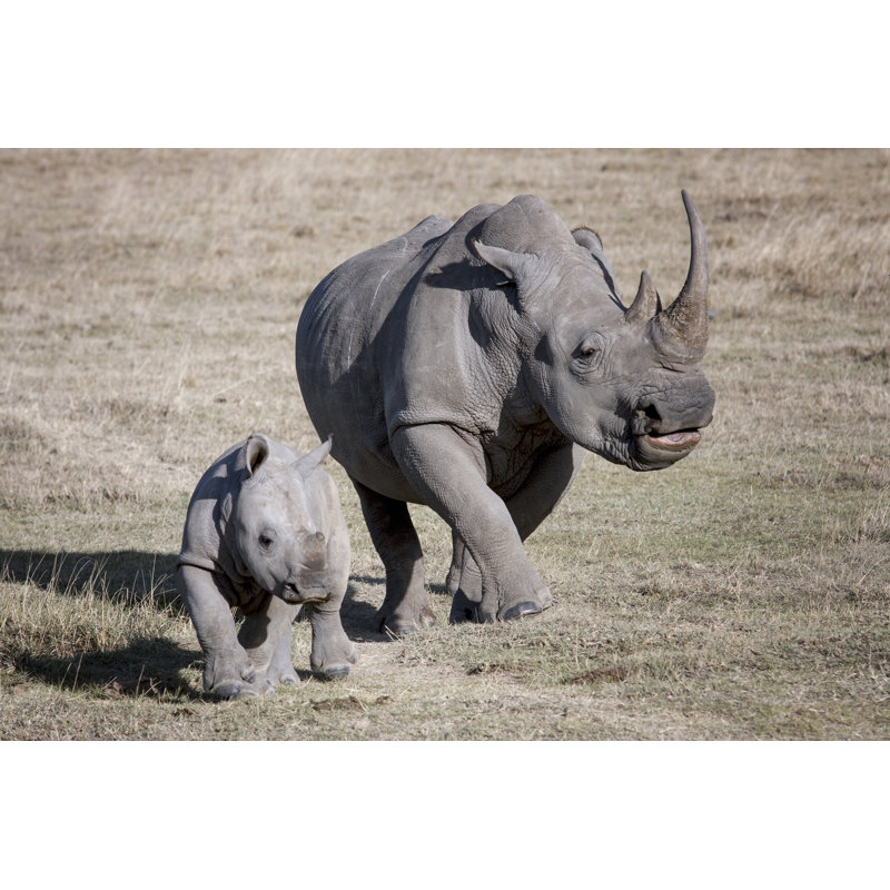 «Rhino and Her Baby» par Robru - Photographie sur toile tendue, L 18 po x H 12 po