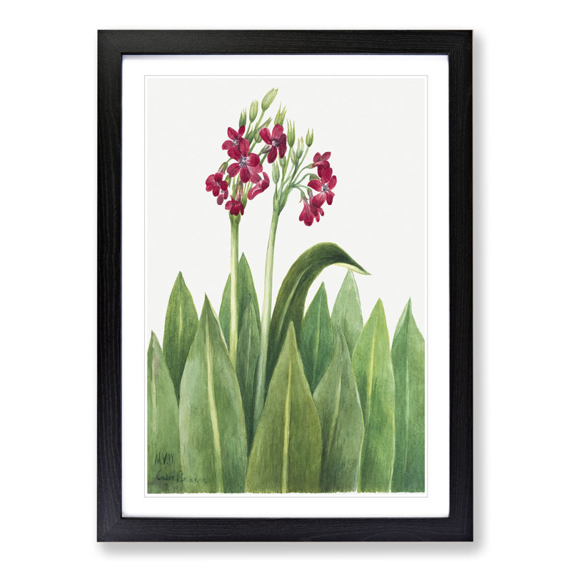 Primrose by Mary Vaux Walcott - Picture Frame Painting, 36cm H x 27cm W x 2cm D, Black Framed