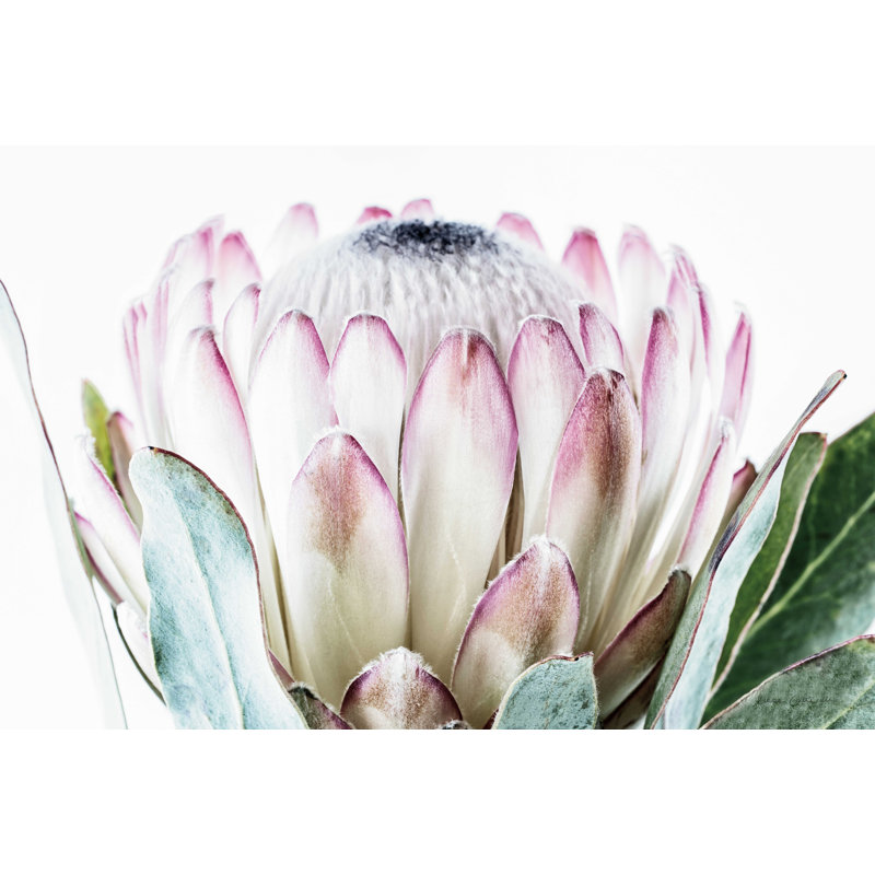 Protea pâle - détail I, H 24 po x l 36 po