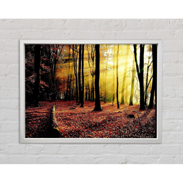 Union Rustic Sunlight Through The Trees In The Forest - Single Picture ...