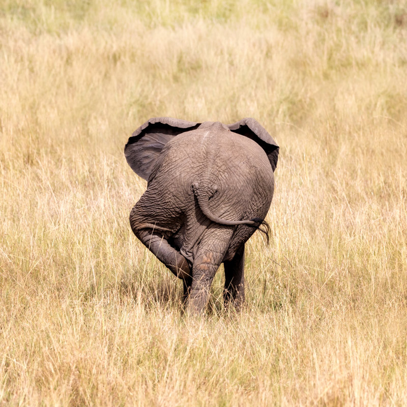 Baby Elephant by Rixipix - Wrapped Canvas Print, 30cm H x 30cm W