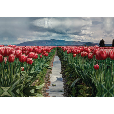 Tulip Field - Wrapped Canvas Painting