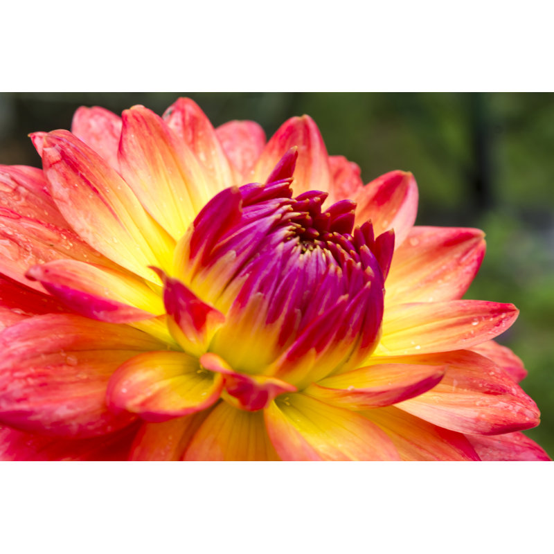 Dahlia Flowers by Piyaphat50 - Wrapped Canvas Print, 61cm H x 91cm W
