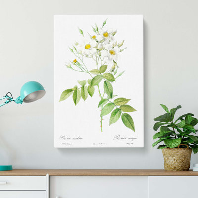 Musk Roses In White by Pierre-Joseph Redoute - Wrapped Canvas Painting
