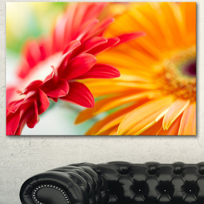 «Red and Yellow Daisy Flower», reproduction de photo sur toile