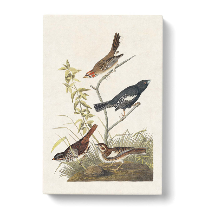 Finches & Sparrows - Wrapped Canvas Painting, 60cm H x 40cm W x 3cm D