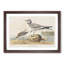 Fork-Tailed Gull by John Audubon - Picture Frame Painting Print-55620797-55620801