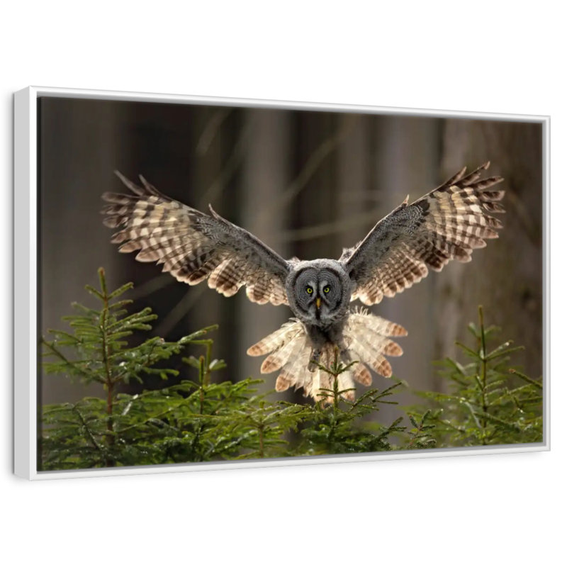 Hibou volant, Cadre flottant blanc, 43 po x 29 po