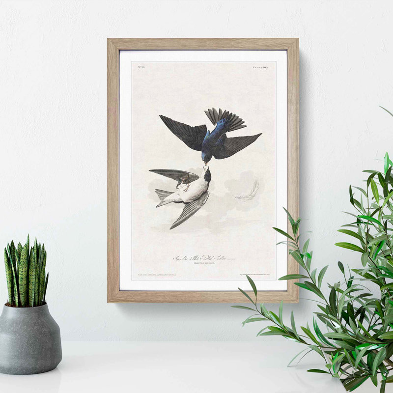 White-Bellied Swallow by John Audubon - Picture Frame Art Prints, Oak Framed, 36cm H x 27cm W x 2cm D
