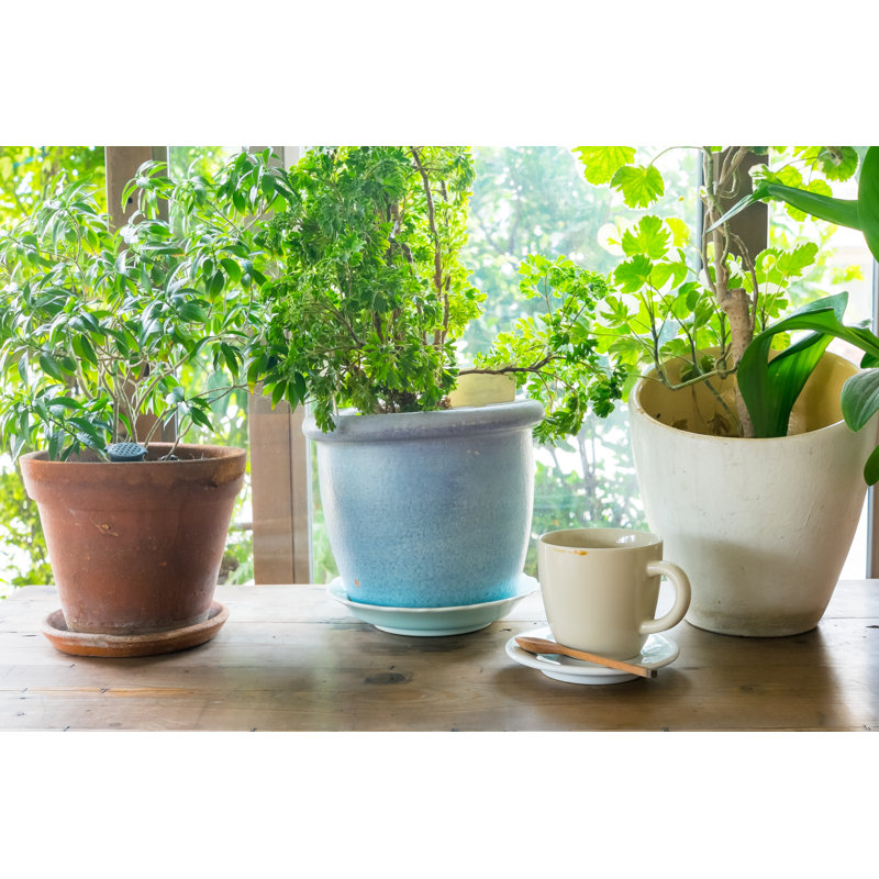 Plants In Coffee Cup by Imnoom - Wrapped Canvas Print, 81cm H x 122cm W