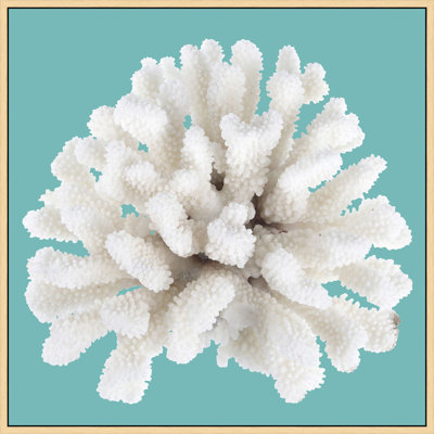 Coral on Aqua 9 Framed Photographic Print
