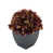 Prune est en rupture de stock