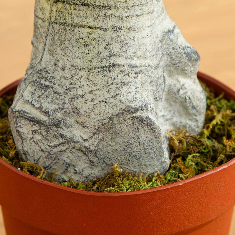 Schefflera Silk Tree
