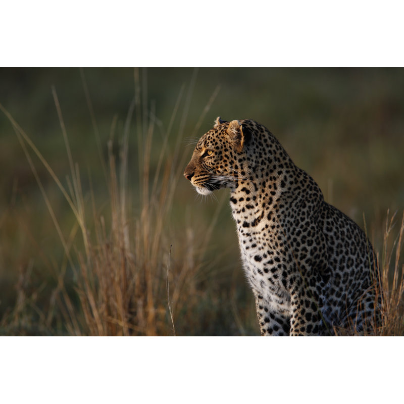 Leopard Looking In Distance by GP232 - Wrapped Canvas Print, 20cm H x 30cm W x 3.8cm D