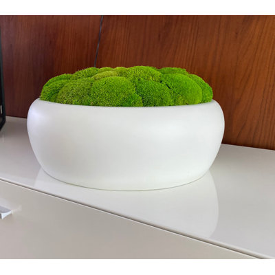 Centre de table Symbiotikwalls | Arrangement de mousse de coussin (mousse de coussin foncé)