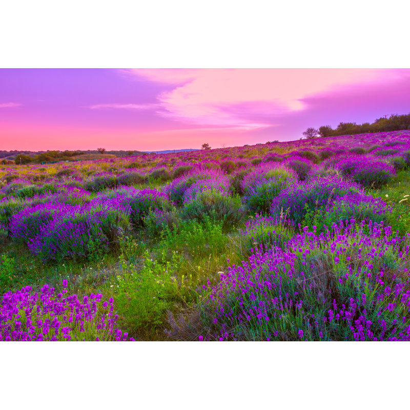 Lavender Field In Summer by Remedios - Wrapped Canvas Print, 30cm H x 46cm W