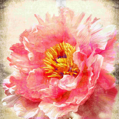 Pivoine - peinture sur toile tendue