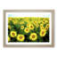Yellow Sunflower Meadow - Framed Print-55613799-55613801