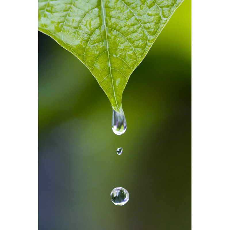 Water Drops - Photographie sur toile tendue, H 18 po x l 12 po