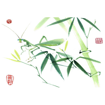 Mantis