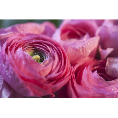 " Ranunculus " by Jean_Lablague