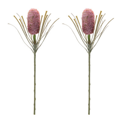 Tige florale Protea