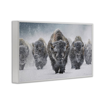 Indomitable Bison in Snow White Framed Giclee Art by Mark Kelso