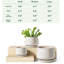 Ceramic Pot Planter