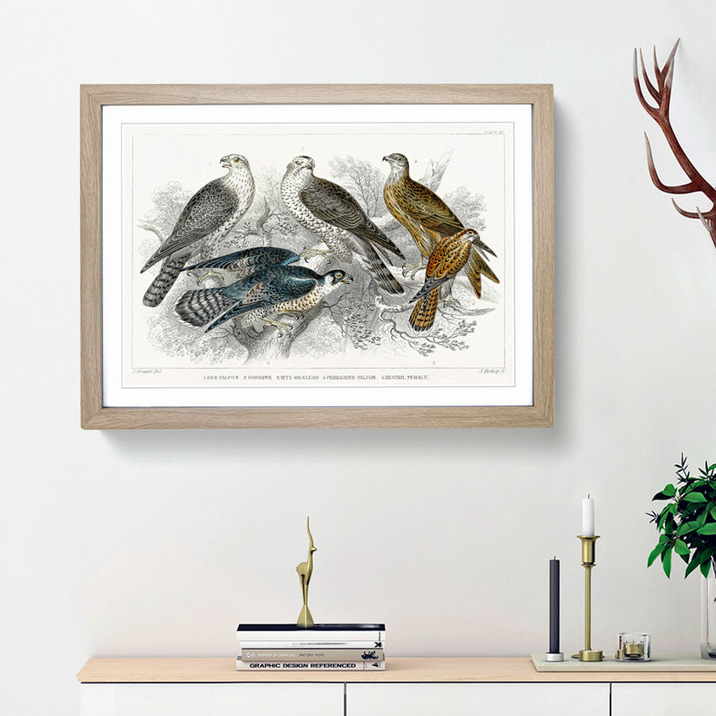 Goshawk, Kite, Falcon & Kestrel by Oliver Goldsmith - Picture Frame Graphic Art Print, Oak Framed, 48cm H x 65cm W x 2cm D