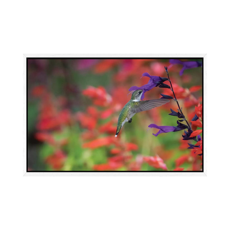 Ruby-throated Hummingbird On Purple Majesty Salvia. Marion County, Illinois. by Richard & Susan Day - Gallery-Wrapped Canvas Giclée on Canvas