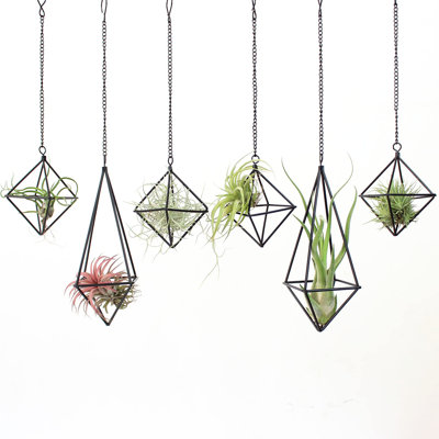 Black Metal Air Plant Hanger,  Air Plants Holders Unique, Modern Air Fern Display Stand With Chains For Home Wall Decor,Octahedron Himmeli Geometric Decor, Home Decor Gifts (6Pcs)