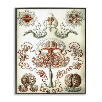 Classic Haeckel Diagram Black Framed Giclee Art by Graffi*tee Studios