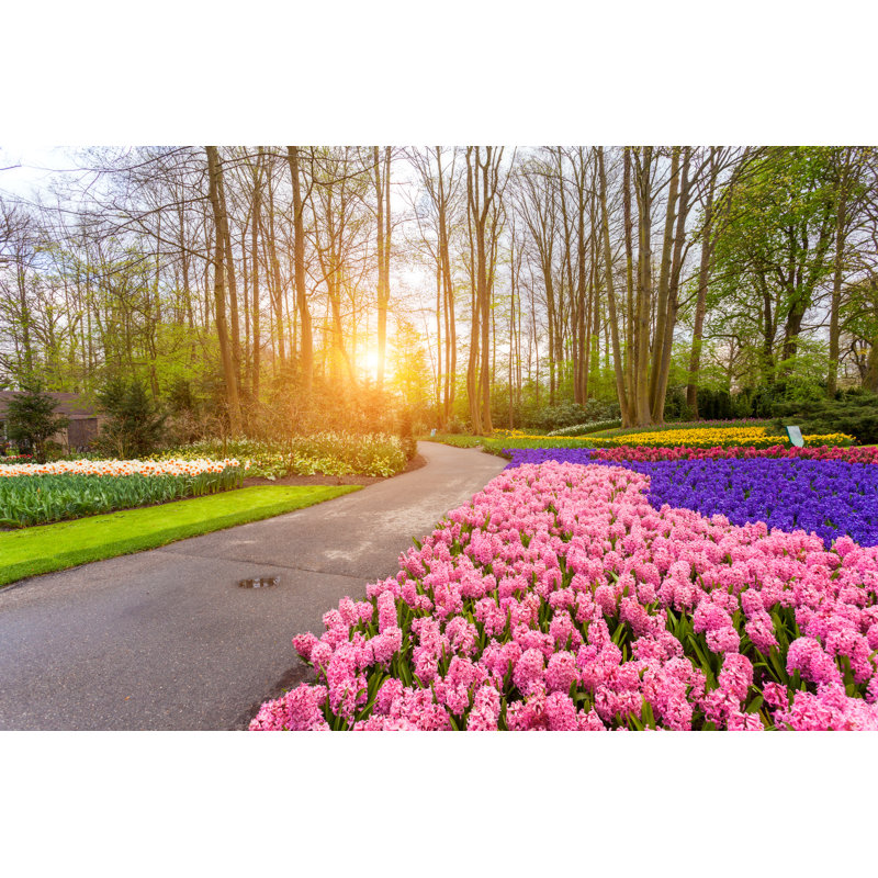 Kurz Blooming Flowers At Sunset - Wrapped Canvas Print, 61cm H x 91cm W x 3.8cm D