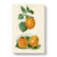 Vintage Illustration of Apricots - Wrapped Canvas-55301937