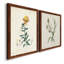 Toile encadrée de qualité supérieure Traditional Botanical III - prête à être accrochée-167555281-167555280