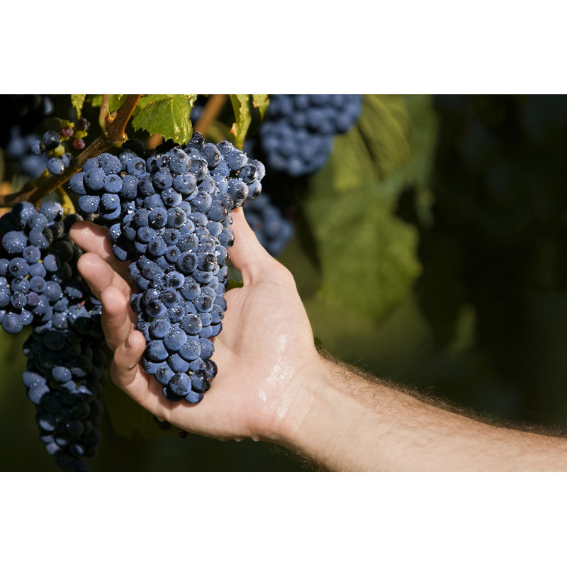 Main tenant les raisins dans la vigne par Kycstudio
