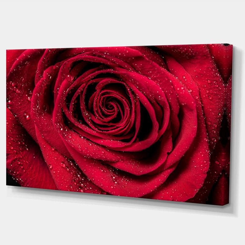 «Red Rose Petals with Rain Droplets», photographie, H 8 po x l 12 po x P 1 po, Toile tendue