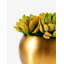 Beatrice Succulent Arrangement in Gold Fishbowl